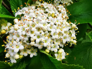 (Küçük beyaz çiçekli bir bitki.