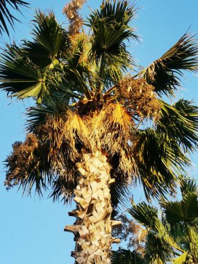 Gün boyunca güneşli bir ortamda açık mavi gökyüzüne uzanan uzun palmiye ağaçları.