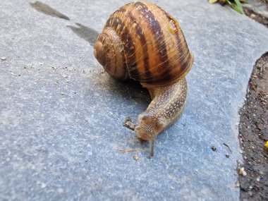 Stone Pathway 'deki Bahçe Salyangozunun Yakın Çekimi