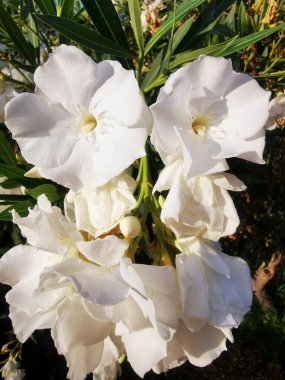 Tarlada güzel beyaz çiçeklerin yakın çekimi.