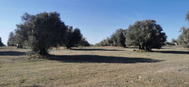 Güzel yeşil çayır ve bazı ağaçlar.