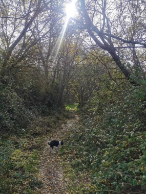 Ağaçların arasından süzülen güneş ışığıyla sakin orman yolu, sonbahar yapraklarını keşfeden meraklı bir köpek. Huzurun ve doğanın güzelliğinin mükemmel tasviri..