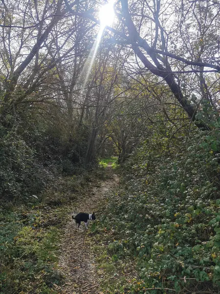 Ağaçların arasından süzülen güneş ışığıyla sakin orman yolu, sonbahar yapraklarını keşfeden meraklı bir köpek. Huzurun ve doğanın güzelliğinin mükemmel tasviri..