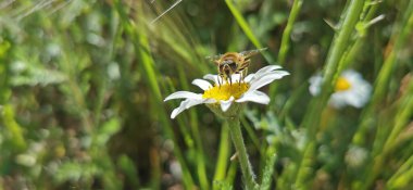 Beyaz çiçeklerdeki arılar ve diğer böcekler.