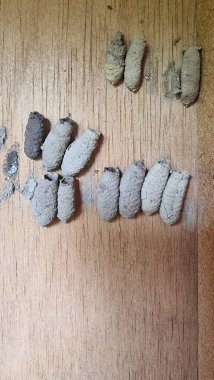 Doğal ortamdaki ahşap yüzeye bağlı koza yapıları, çevrelerindeki böceklerin gelişim aşamalarını gösteriyor.