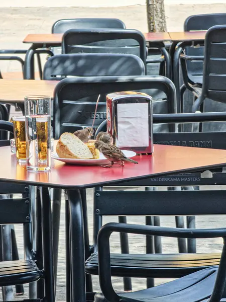 Bir restoranın teras masası. İçecekler, ekmek ve serçeler yiyor.