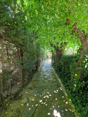 Rahatlatıcı ağaçlık alanda sessiz yeşil bir patika.