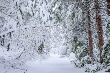 Kuzey Kaliforniya 'da ormandaki köknar ağaçlarının arasına kar yağan yol, Sierra Nevada sıradağlarındaki Sly Park Rekreasyon Bölgesi