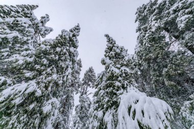 Kış mevsiminde Sierra Nevada Dağları 'ndaki Sly Park Rekreasyon Bölgesi yakınlarındaki Kuzey Kaliforniya ormanlarındaki köknar ağaçlarını kar kapladı.