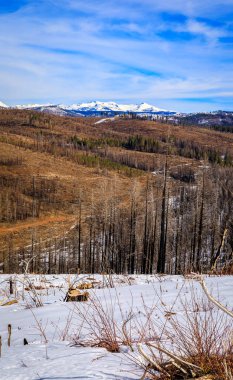 Ağaçlar ve kar Kuzey Kaliforniya 'daki Tahoe Gölü yakınlarındaki Sierra Nevada Dağları' ndaki Göçmen Geçidi 'nde Caldor Ateşi tarafından yakıldı.