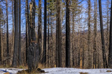 Ağaçlar ve kar Kuzey Kaliforniya 'daki Tahoe Gölü yakınlarındaki Sierra Nevada Dağları' ndaki Göçmen Geçidi 'nde Caldor Ateşi tarafından yakıldı.