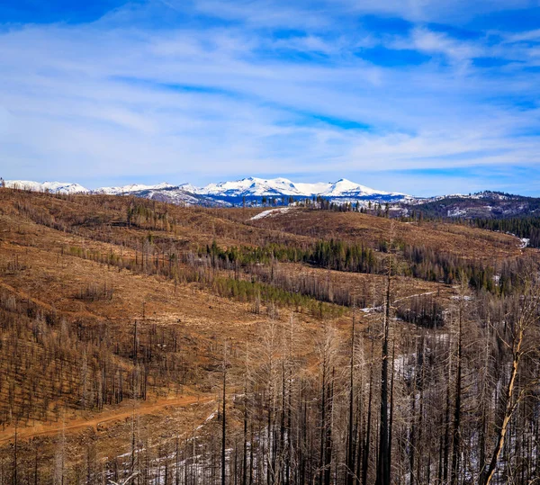 Bäume Und Schneebedeckte Erde Vom Caldor Feuer Auf Dem Emigrant — Stockfoto