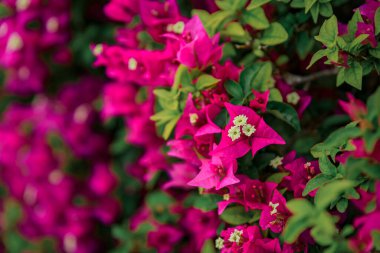 Bougainvillea çiçeği Villefranche sur Mer 'de bir şehir duvarını kaplıyor. Fransa' nın güneyindeki Fransız Riviera sahilinde Nice yakınlarında pitoresk bir köy.