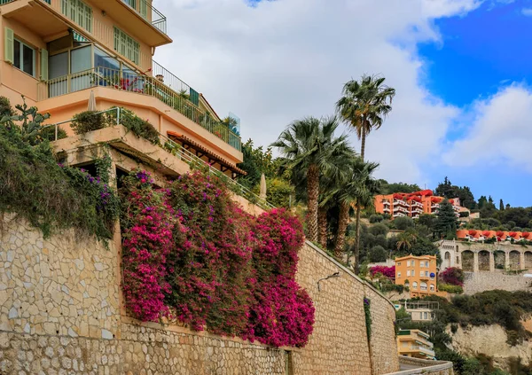 stock image Bougainvillea blossom covering a city wall in Villefranche sur Mer, picturesque village near Nice on the French Riviera coast on the South of France