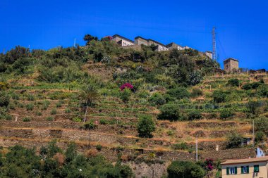Teraslı üzüm bağları ve Vernazza yamacında geleneksel renkli evler, Akdeniz 'de Cinque Terre' de romantik bir köy, İtalya