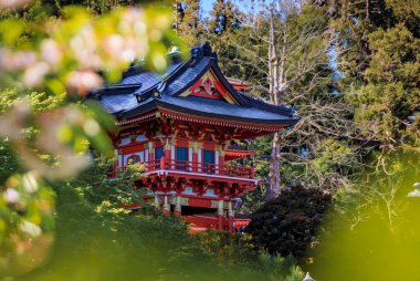 Sakura cherry blossom framing the traditional Japanese pagoda in San Francisco Golden Gate Park Japanese Tea Garden clipart