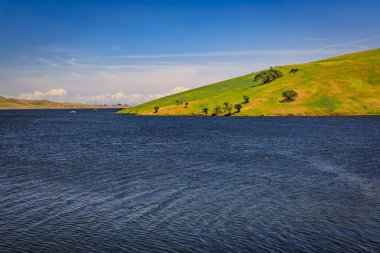 Central Valley California 'da süperçiçek, çayırı kaplayan kır çiçekleri ve güneşli bir günde yuvarlanan tepeler