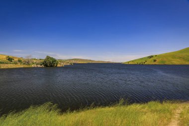 Central Valley California 'da süperçiçek, çayırı kaplayan kır çiçekleri ve güneşli bir günde yuvarlanan tepeler