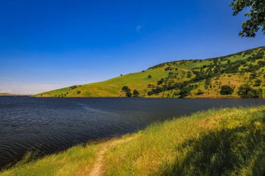 Central Valley California 'da süperçiçek, çayırı kaplayan kır çiçekleri ve güneşli bir günde yuvarlanan tepeler