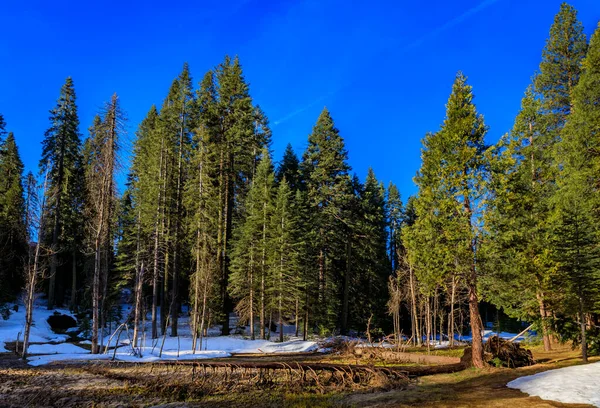 Blick Auf Eine Wiese Yosemite Tal Yosemite Nationalpark Sierra Nevada — Stockfoto