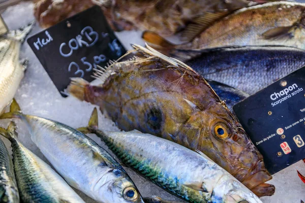 마을이나 프랑스 의비에 앙크스에 어시장에 전시되어 갈색의 투구풍어 갈색빛 물고기를 — 스톡 사진