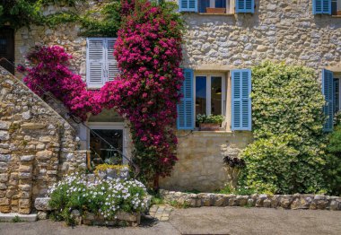 Açan bougainvilia, yasemin ve sarmaşık Fransa 'nın güneyindeki Saint Paul de Vence, Fransız Riviera kasabasındaki eski taş evin duvarını örttü.
