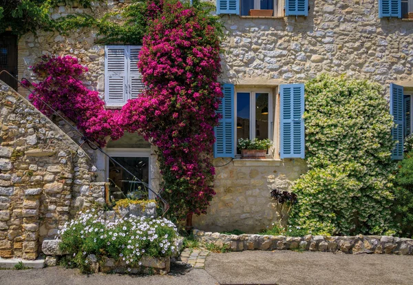 Açan bougainvilia, yasemin ve sarmaşık Fransa 'nın güneyindeki Saint Paul de Vence, Fransız Riviera kasabasındaki eski taş evin duvarını örttü.