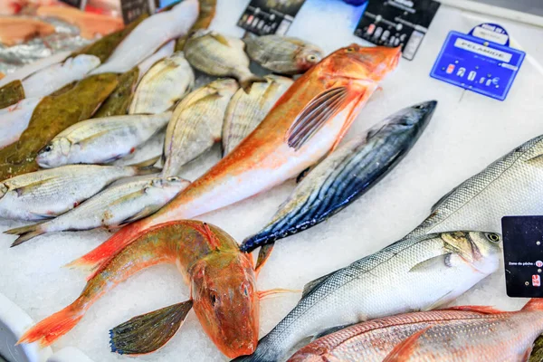 Nyfångad Fisk Visas Fiskmarknaden Gamla Stan Vieille Ville Menton Franska Stockbild