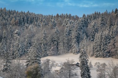 İsviçre, Stallikon 'da kış harikalar diyarı, Zürih yakınlarındaki taze kar yağışı sonrasında karlı bir ormanın manzarası.
