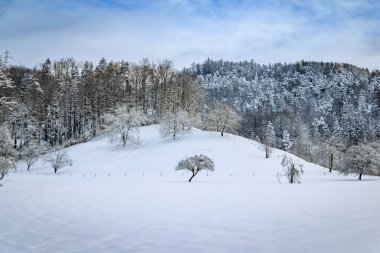 İsviçre, Aeugst am Albis 'te kış harikalar diyarı, Zürih yakınlarındaki taze bir kar yağışı sonrasında karlı bir ormanın manzarası.