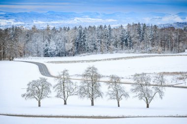 Winter wonderland in Aeugst am Albis, Switzerland, a picturesque view of a snowy forest after a fresh snowfall near Zurich clipart