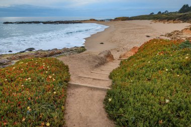 Green carpet of ice plant flowers on a rocky Northern California beach in Pescadero by San Francisco, with the Pacific Ocean in the background clipart