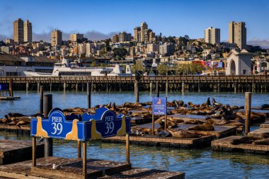 San Francisco, USA - April 30, 2022: Sea lions rest on wooden docks at Pier 39, with signs marking the pier and the city skyline in the background clipart