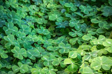 Kalp şeklinde yaprakları olan yeşil yonca, şans sembolü ve Aziz Patrick Günü, San Francisco Altın Kapı Parkı 'nda dört yapraklı yonca arayışı içinde.