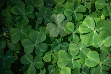 Kalp şeklinde yaprakları olan yeşil yonca, şans sembolü ve Aziz Patrick Günü, San Francisco Altın Kapı Parkı 'nda dört yapraklı yonca arayışı içinde.