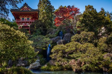 Canlı kırmızı ve beyaz beş katlı pagoda, San Francisco 'daki Golden Gate Parkı' ndaki Japon Çay Bahçesi 'nde yemyeşil ağaçların arasında duruyor.