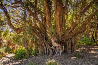Amerika 'nın en büyük Yeni Zelanda Noel ağacı, San Francisco Golden Gate Parkı' nda sayısız büyük hava kökleri ve sık yeşil yaprakları var.