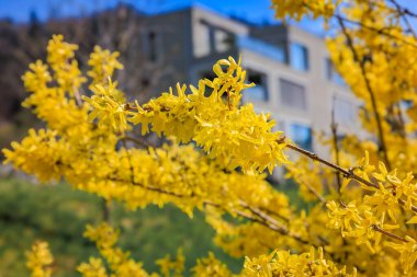 Parlak sarı Forsythia çiçekleri, ilkbahar çiçekleriyle bilinir, mavi gökyüzüne karşı, arka planda bir apartman binası, Zürih, İsviçre