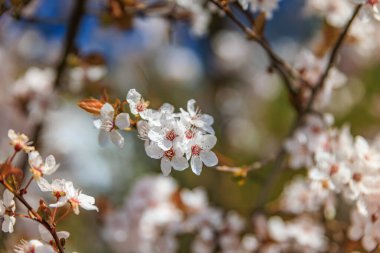 Narin beyaz kiraz çiçekleri kümeleri bir dalda pembenin hafif bir ipucuyla, İsviçre 'nin Zürih çevresinde bahar ayarı.