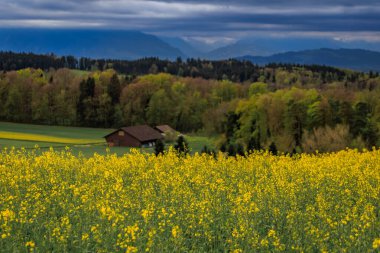 Parlak sarı kanola tohumu tarlası ve ahşap dağ evi arka planda Apls, Zürih, İsviçre yakınlarında Aeugst am Albis.