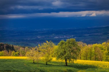 Parlak sarı kanola tohumu tarlası İlkbahar kiraz ağaçları dramatik bir gökyüzü altında, Aeugst am Albis, Zürih, İsviçre