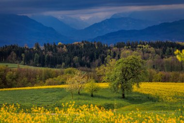 Parlak sarı kanola tohumu tarlası İlkbahar kiraz ağaçları dramatik bir gökyüzü altında, Aeugst am Albis, Zürih, İsviçre