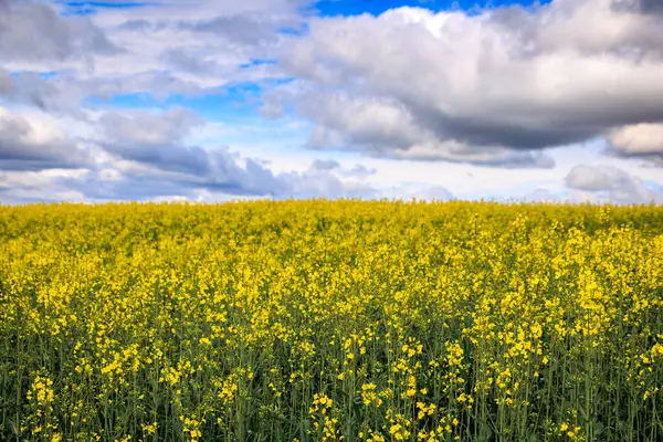 İsviçre 'nin Zürih yakınlarındaki Aeugst am Albis' te dramatik bulutlu bir gökyüzünün altında ilkbaharda kanola kolza tohumu açan parlak sarı renkli çiçek tarlası.