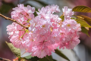 Geleneksel bir binanın ön cephesinde, İsviçre 'nin Zürih kentindeki ilkbahar güzelliğini vurgulayan canlı pembe kiraz çiçekleri serpilmektedir.