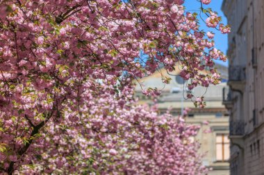 Geleneksel bir binanın ön cephesinde, İsviçre 'nin Zürih kentindeki ilkbahar güzelliğini vurgulayan canlı pembe kiraz çiçekleri serpilmektedir.