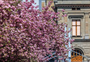Geleneksel bir binanın ön cephesinde, İsviçre 'nin Zürih kentindeki ilkbahar güzelliğini vurgulayan canlı pembe kiraz çiçekleri serpilmektedir.