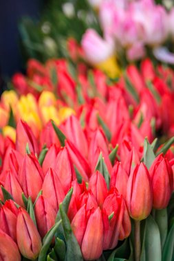 Baharda İsviçre 'nin Zürih kentinde satılmak üzere mutlu renkli laleler gibi çeşitli taze çiçeklerle dolu canlı bir açık hava tezgahı.