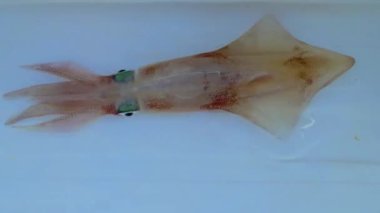 Mürekkep balığı Akdeniz 'de avlanır kalamar zarif bir şekilde yüzer, doğal hareketlerini ve renklerini güzel bir sualtı ortamında gösterir.