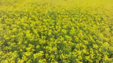 Akdeniz sarı çiçekleri ilkbahar çayır klipsi görüntüsü hava aracı görüntüsü
