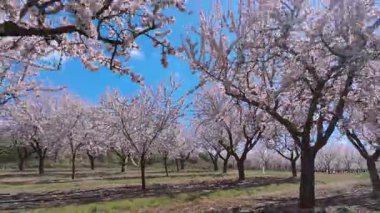 Bahar pembe çiçekleri Lleida şeftali ağaçlarındaki meyve ağaçları İspanya 'da çiçek açarlar.